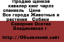 Продаю щенков кавалер кинг чарлз спаниель › Цена ­ 40 000 - Все города Животные и растения » Собаки   . Северная Осетия,Владикавказ г.